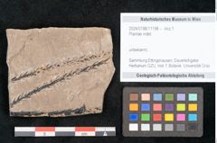 Foto (Objekt + Etikett) von Plantae indet.  (NHMW-GEO-2024-0188-11198)